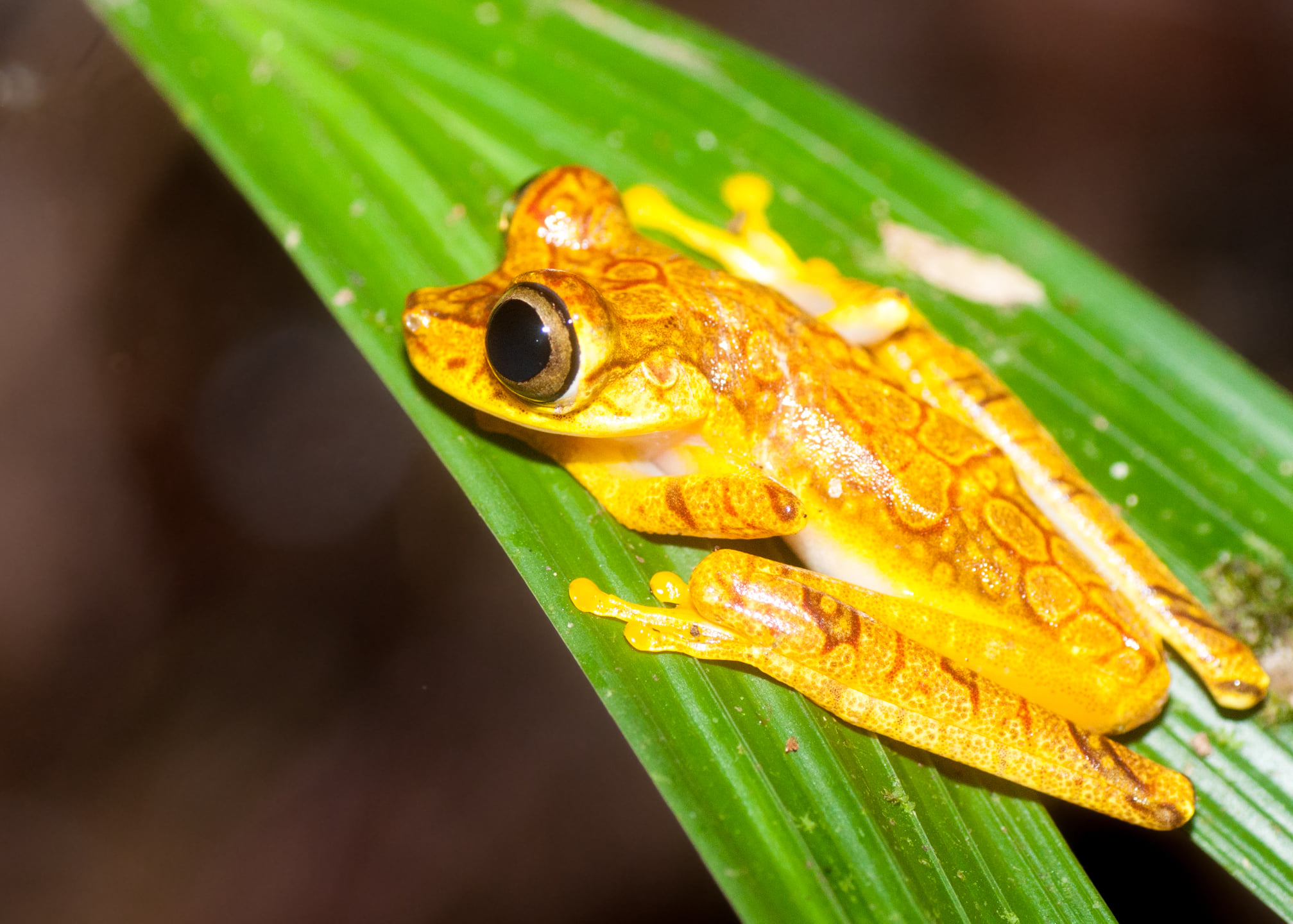 Imbabura Tree Frog at Tesoro Escondido